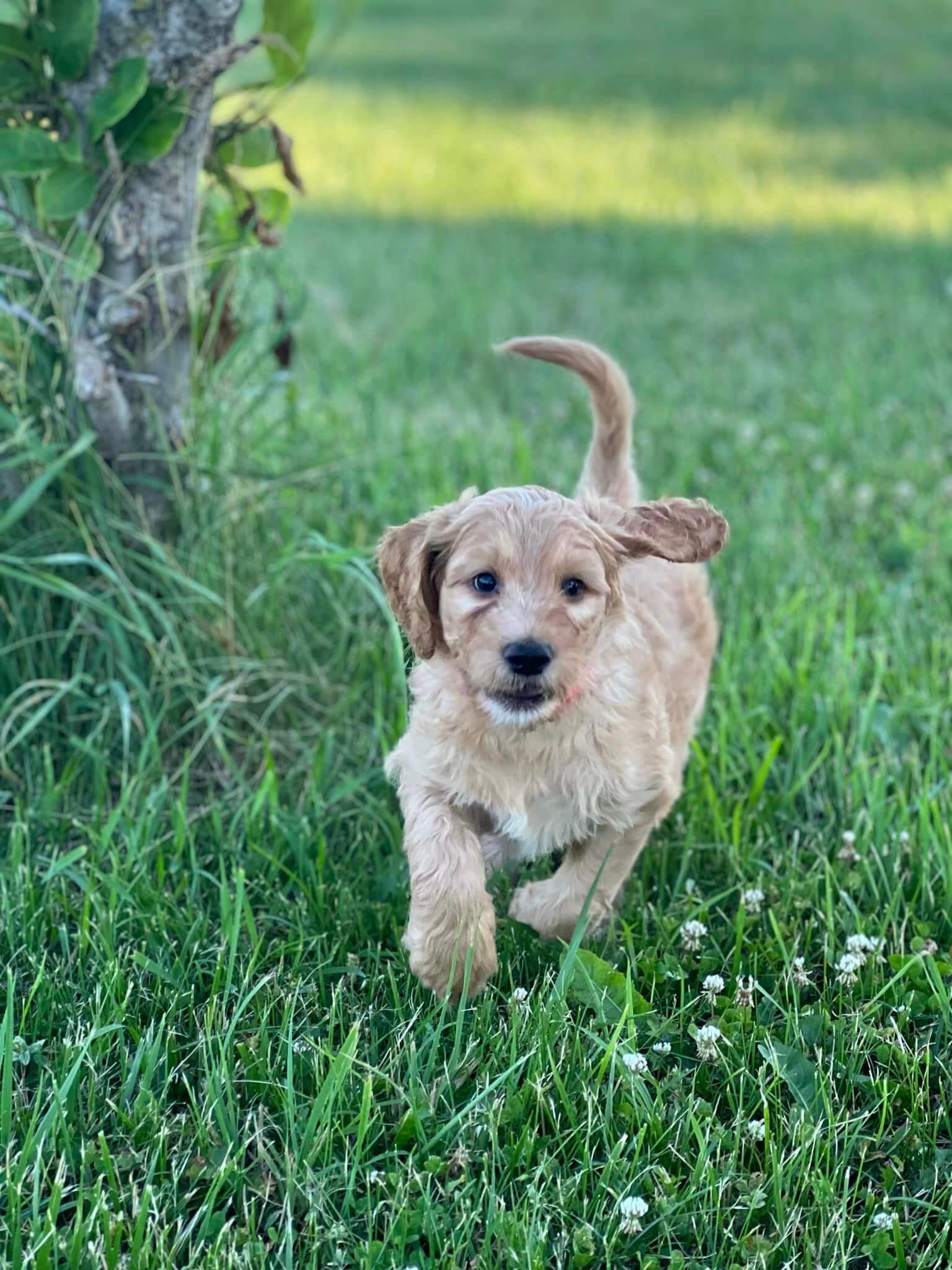 An Irishdoodle puppy running in the grass