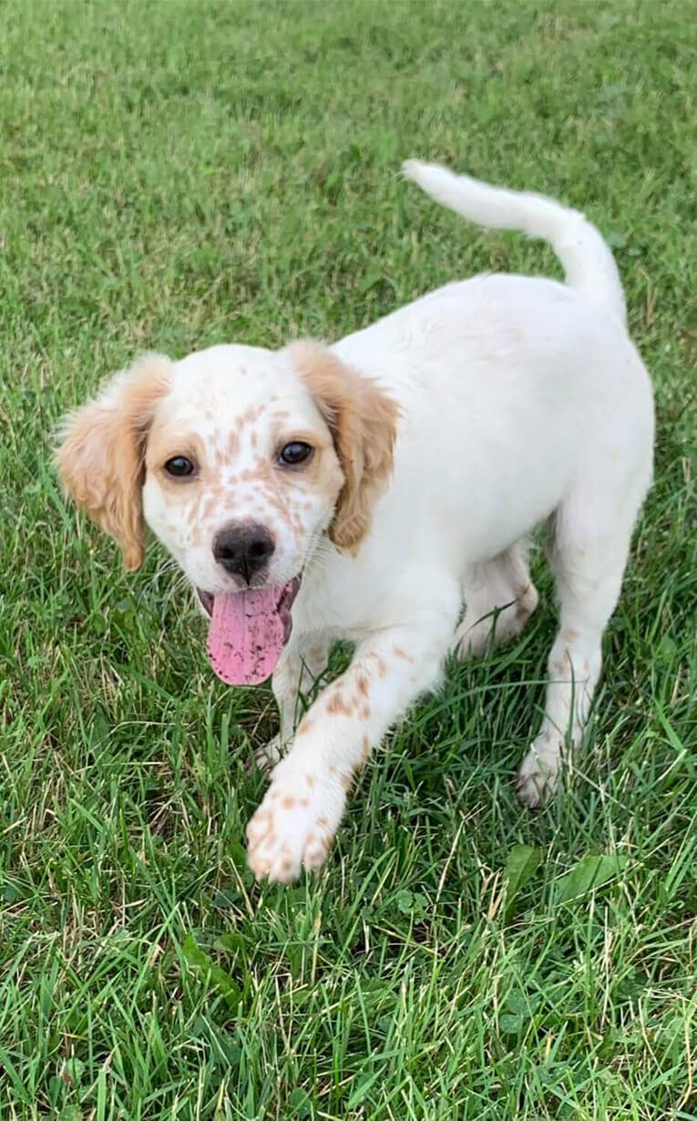 Bruno,Llewellin Setter, as a puppy